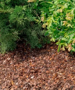 Vidējā mulča 5-30mm priežu mizu mulča izmantota dārzā zem krūmiem un augiem, uzlabojot augsnes mitruma saglabāšanu.